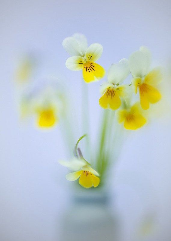 С нежностью фото превью