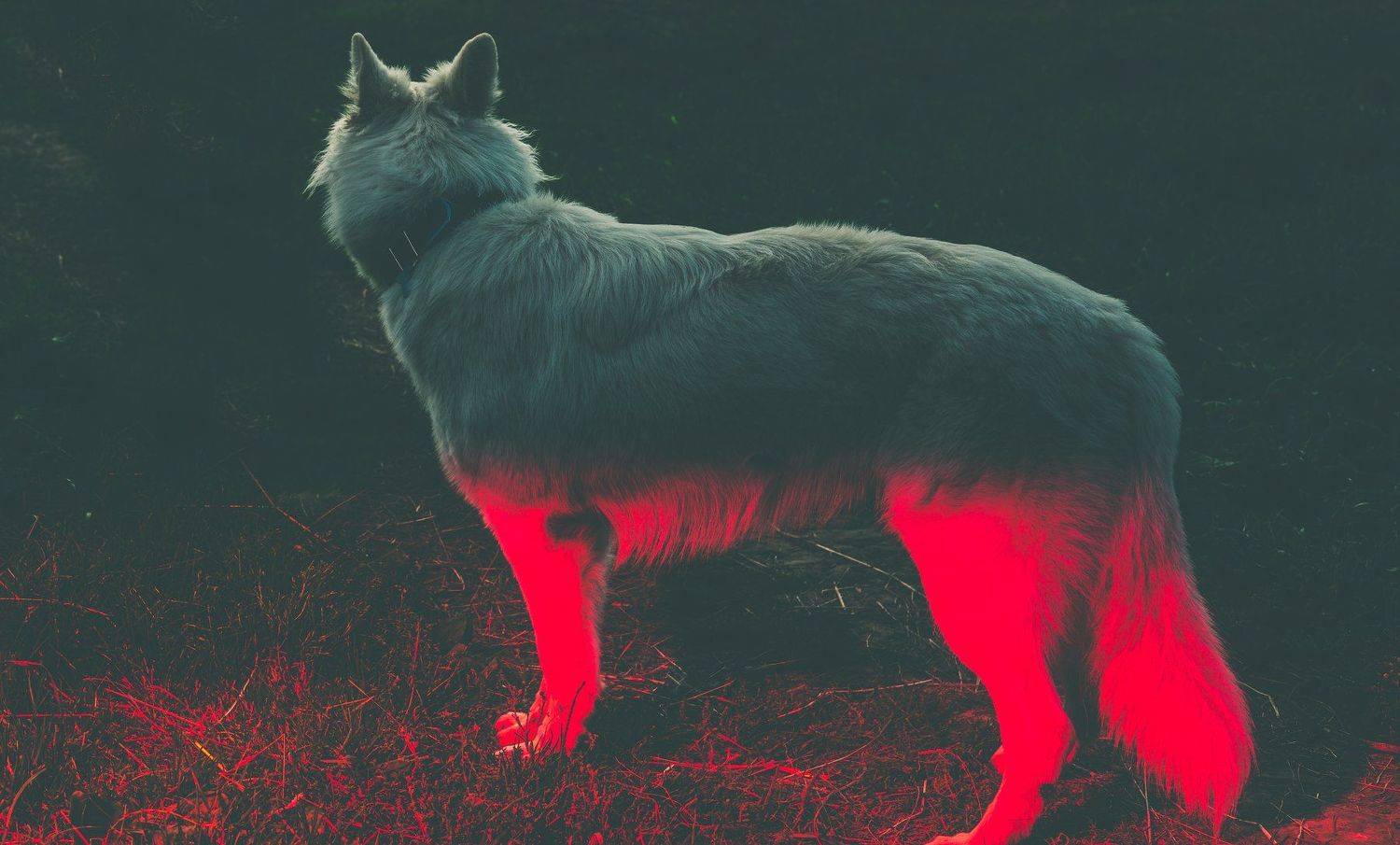 , Миша Михайлов