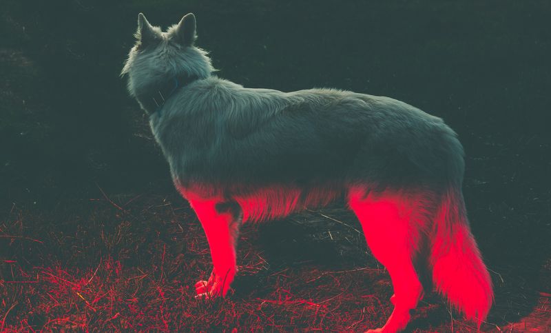 Ghost фото превью