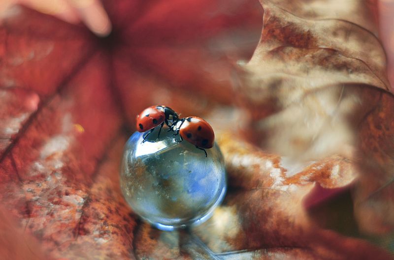 Осеннее свидание фото превью