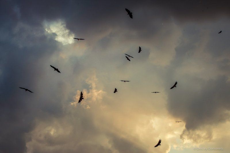 #animals #birds # #sunset #maderuelo #spain #PhotoByDmitryGorkovets #landscapes Vultures on sunset фото превью