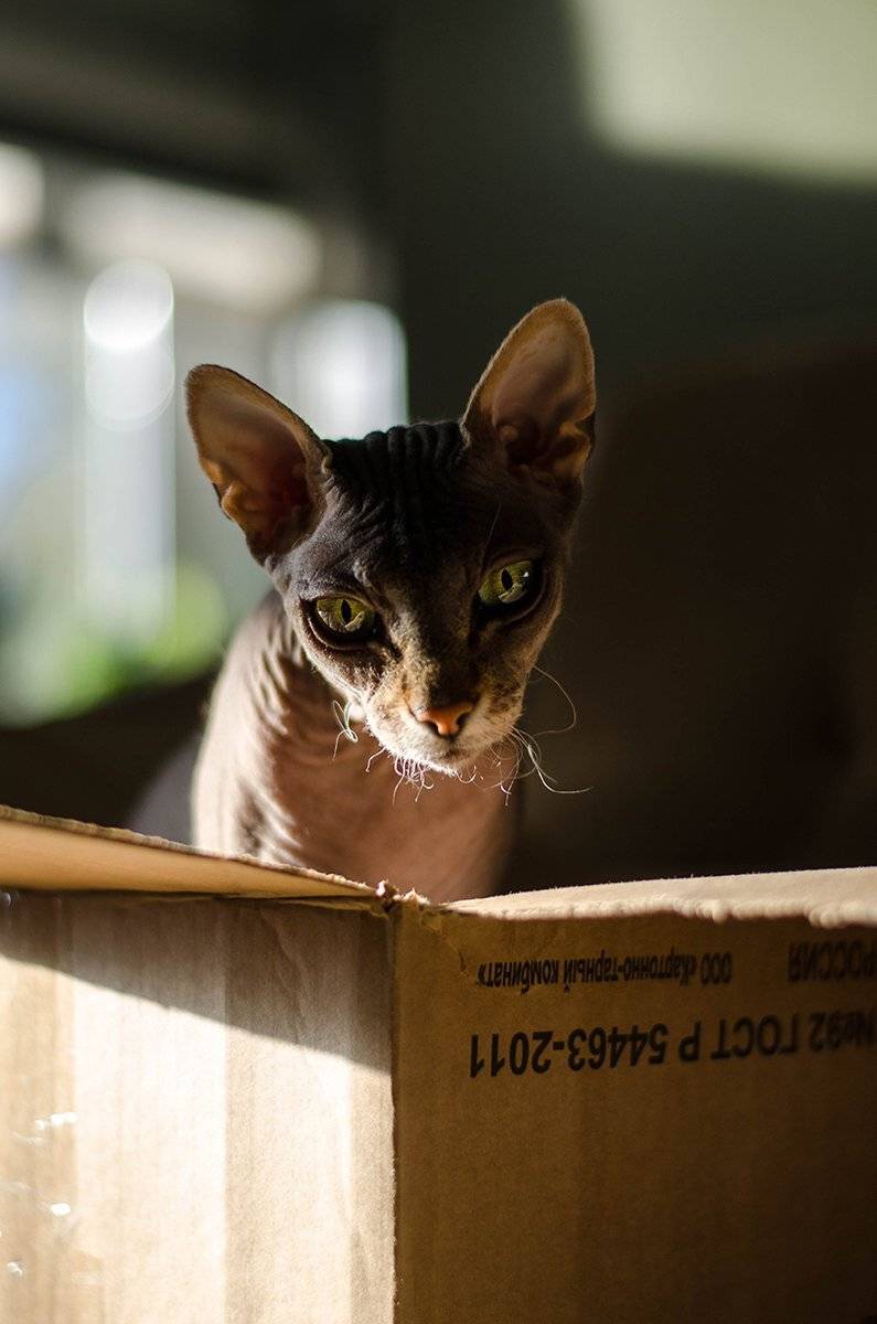 , Чернякова Анна