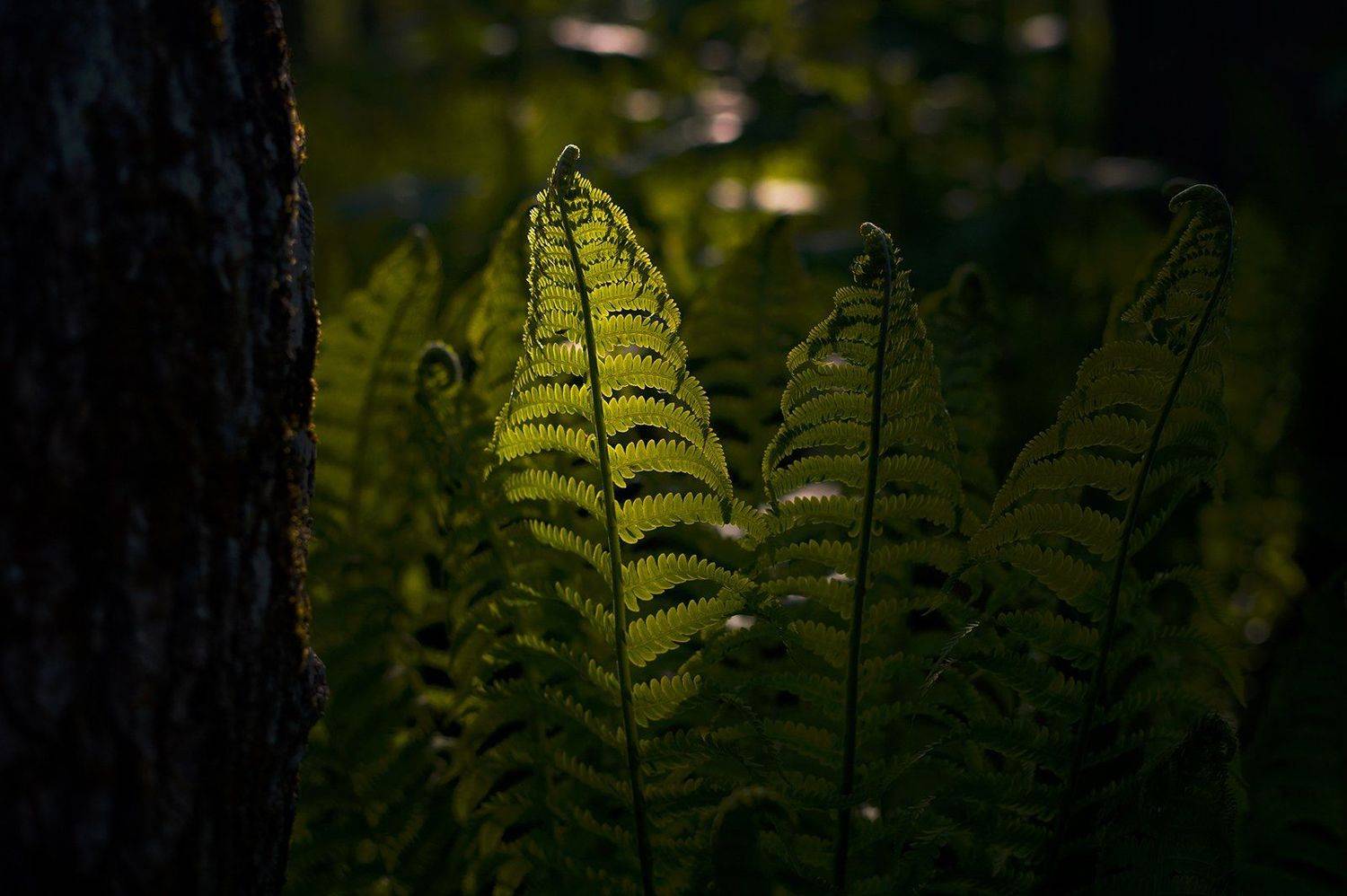 , Алексей Перелыгин