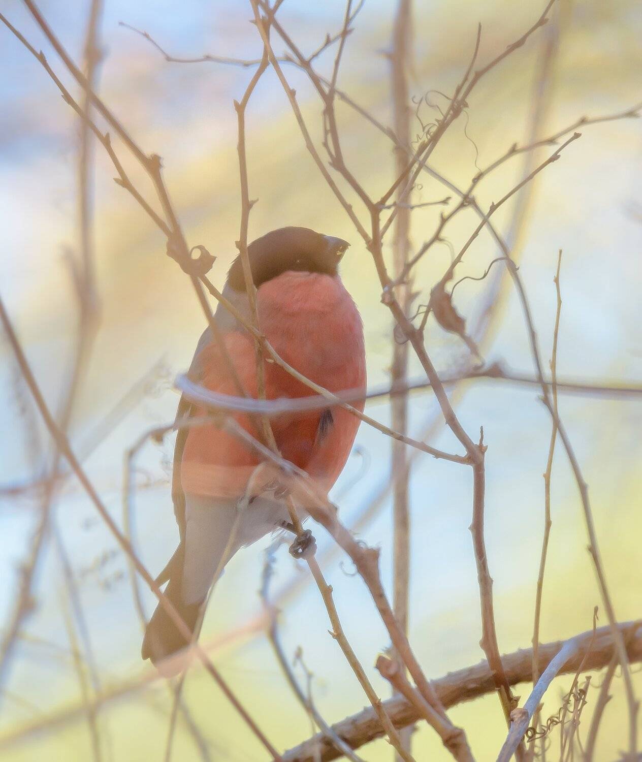 снегирь, арт, птица, весна, видение, в ветвях, лес, Ксения Соварцева