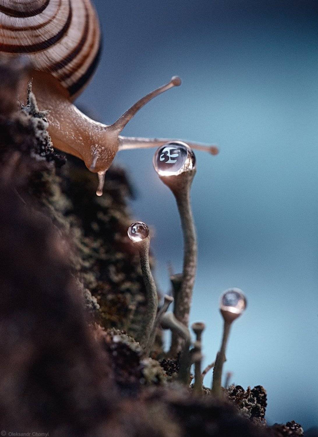 украина, коростышев, природа, макро, макро мир, макро-красота, макро истории, улитка,, Александр Чорный