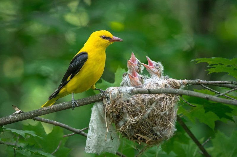 Иволга фото превью