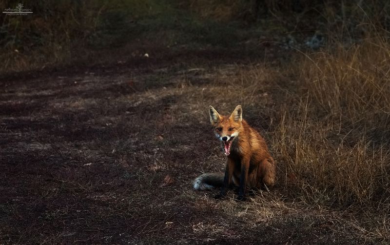 щербаковский Встречая рассвет фото превью