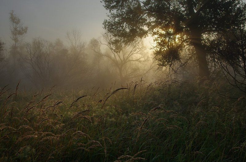 По росистым травам фото превью