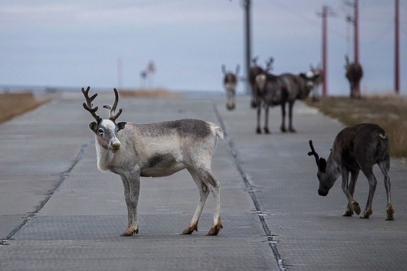 Двустороннее движение на Ямале фото превью
