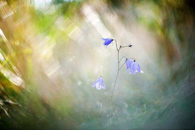 цветы, цветок,макро,растения,природа, колокольчик,осень,боке Смена декораций фото превью