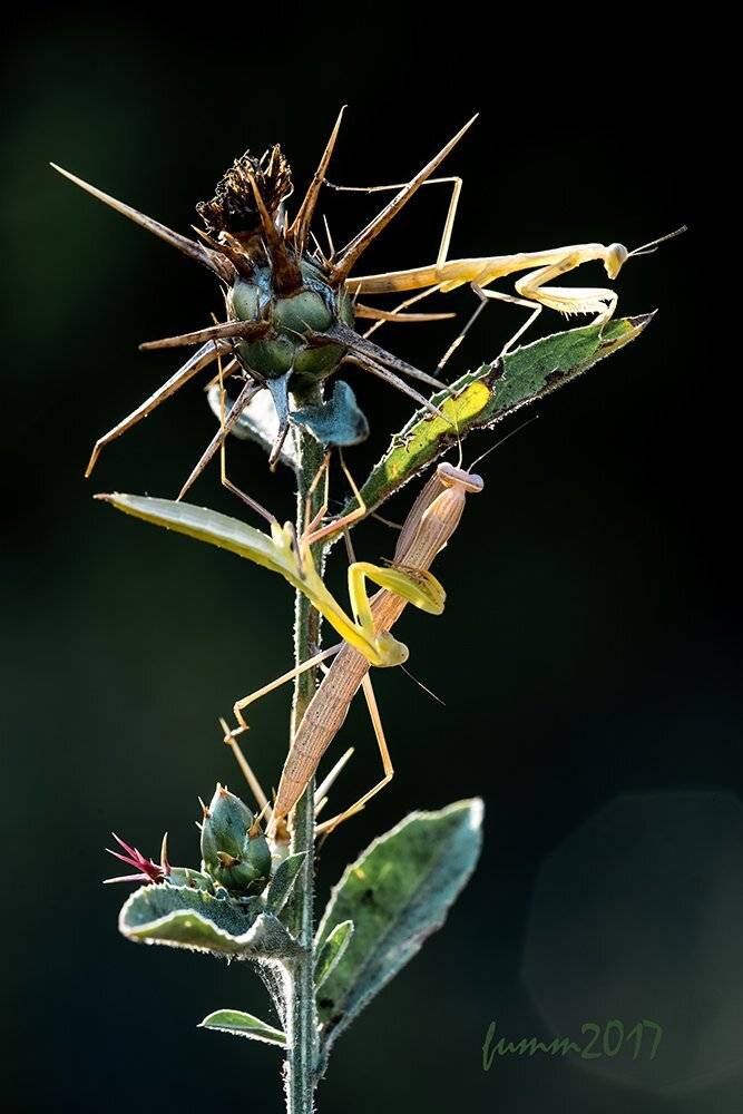 , Игорь ФУММ