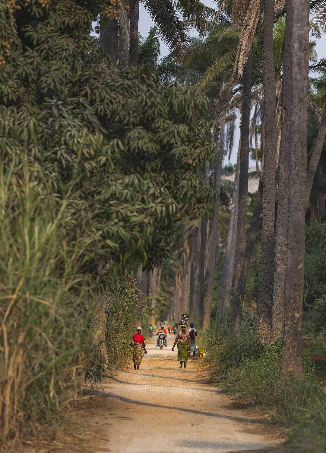 Ангола, аллея, жара, пальмы, , Гайдабуров Сергей