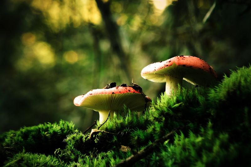 small, two, mushroom, red, green, nature Two фото превью