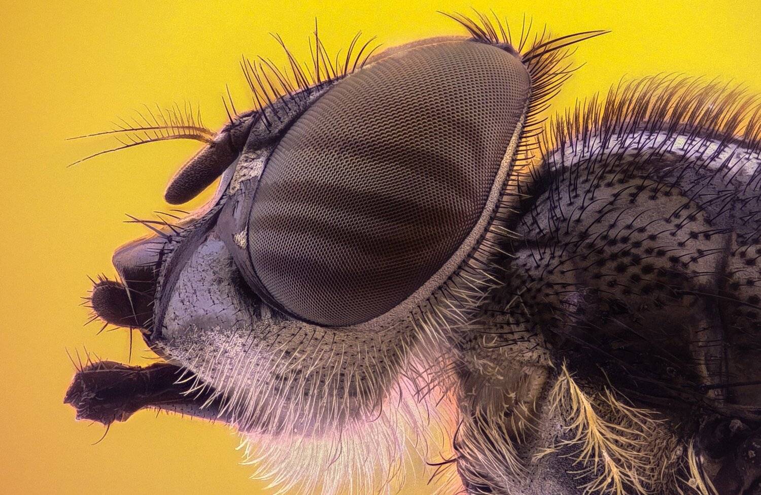 ceclii,macro,lgg4, extrememacro,  макро, Tsvetan Ganev