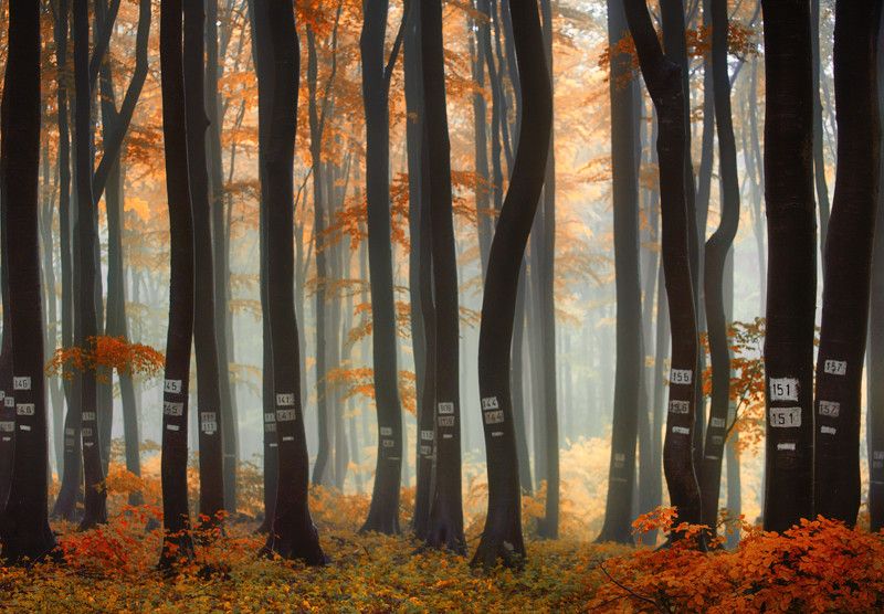 болгария Осень в Болгарии фото превью