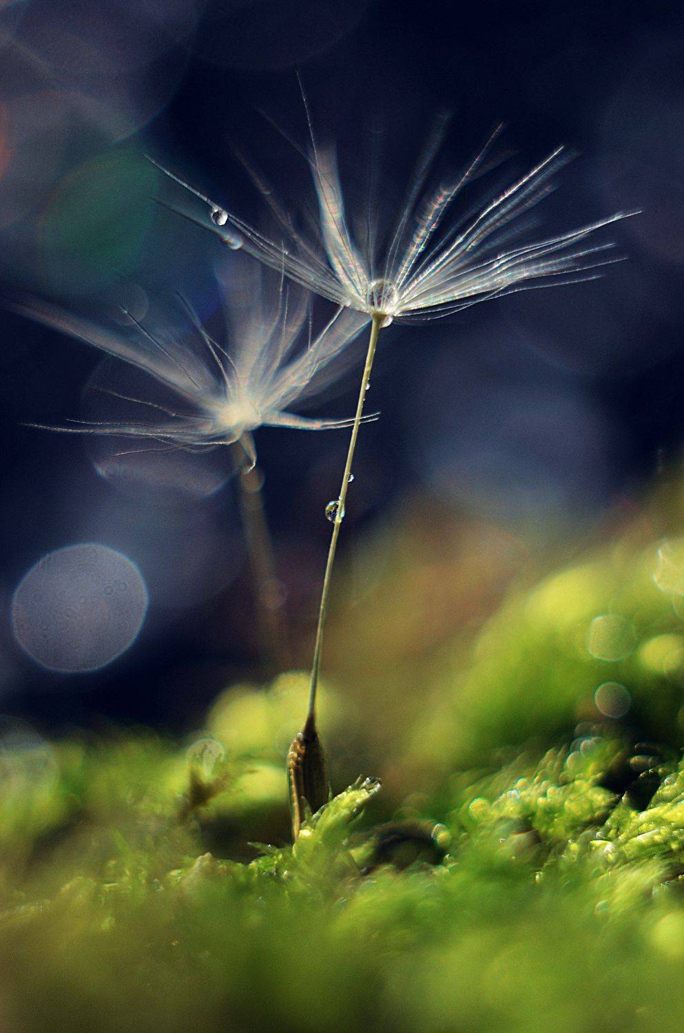 , Лапшина Владлена