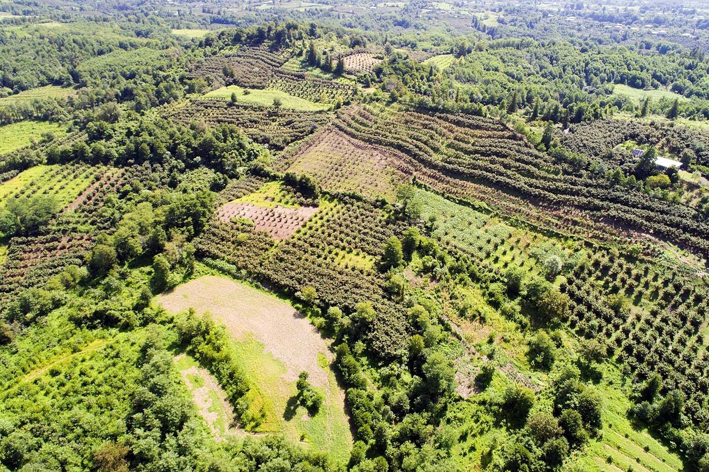 Кавказ, Абхазия, лето, сады, предгорья, дрон, #aerial, #air, Борис Резванцев