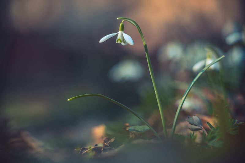 цветы, весна, природа, москва, макро Одинокий подснежник фото превью