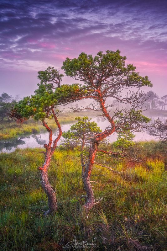 Кемерское болото фото превью