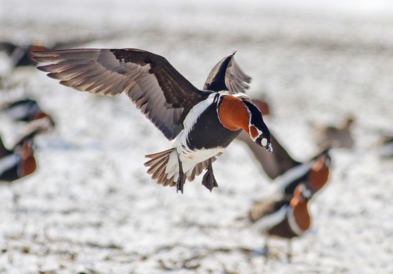 Червеногуша гъска     Branta ruficollis фото превью