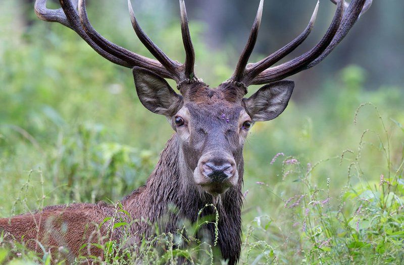 *** фото превью