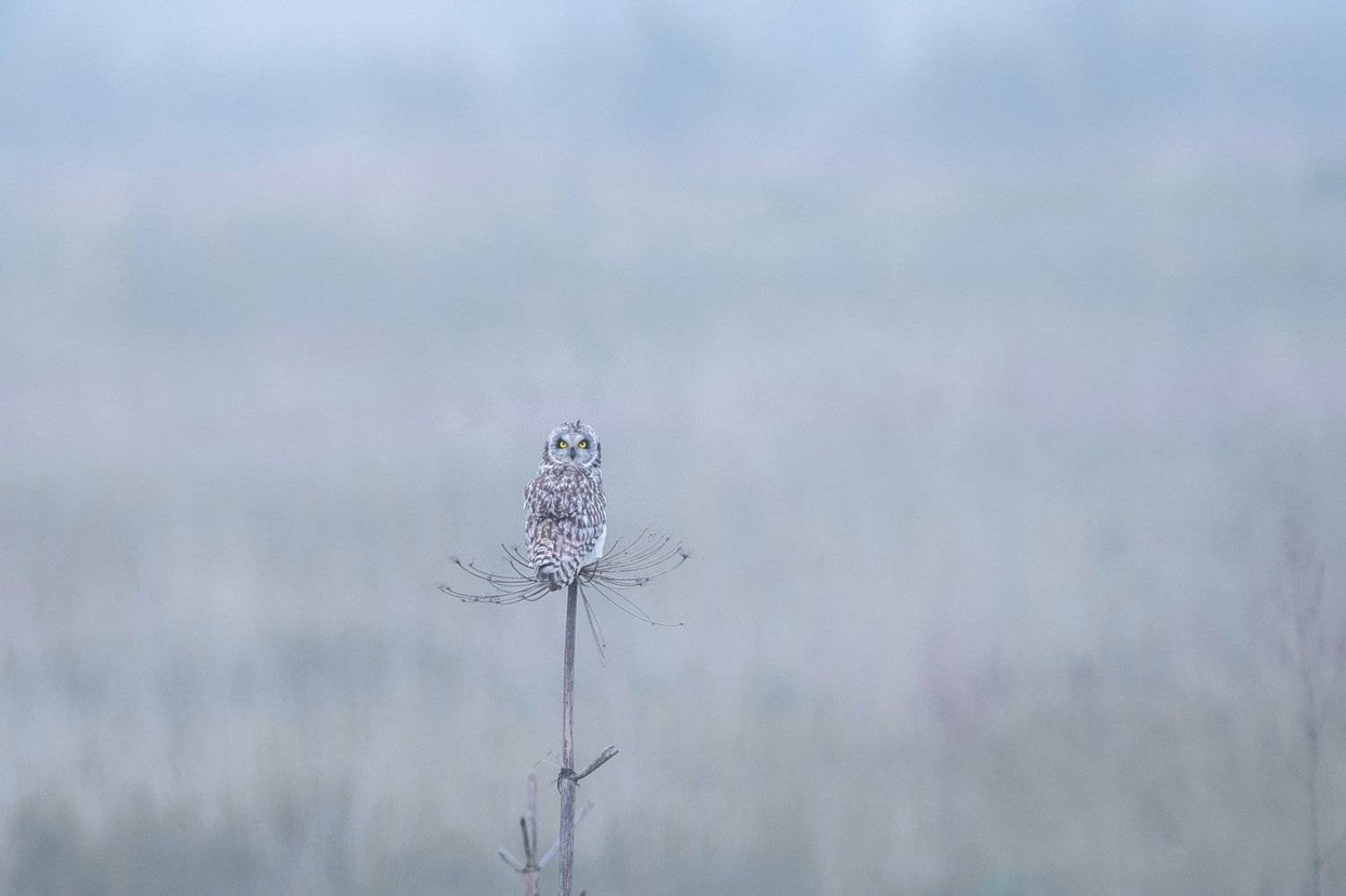 , Дмитрий Вилюнов