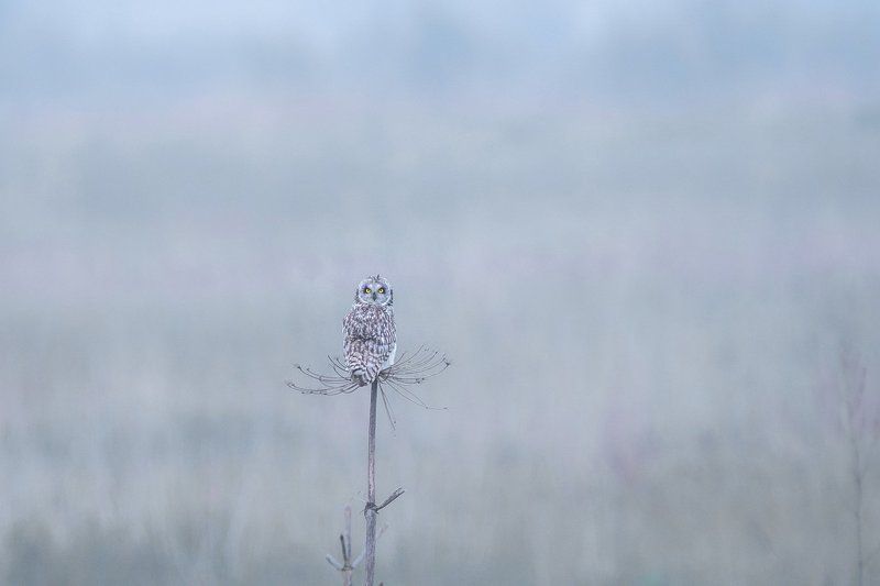 Концептуальная сова фото превью