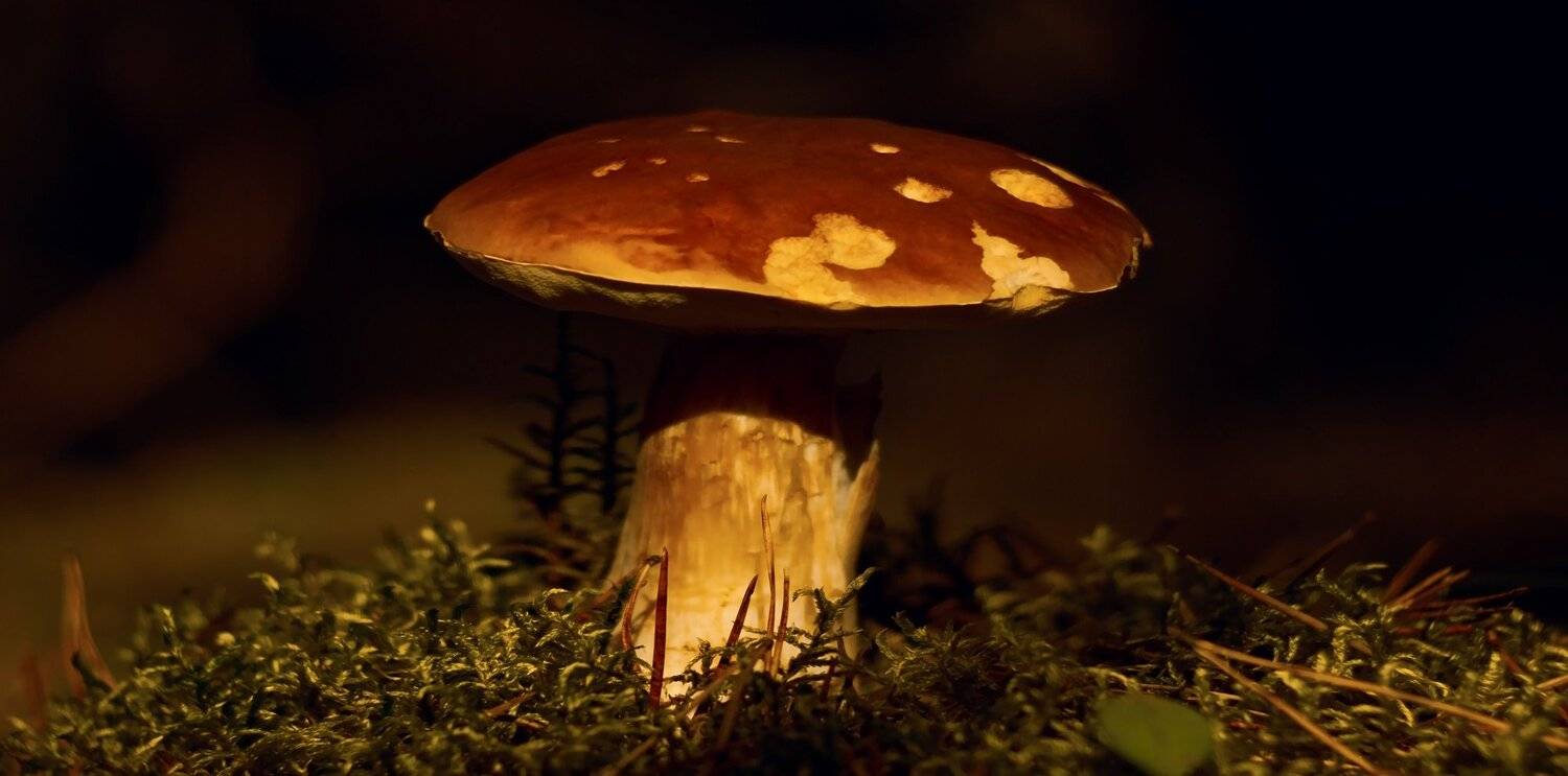 осень, природа, беларусь, лес, Sixten ( Сергей )