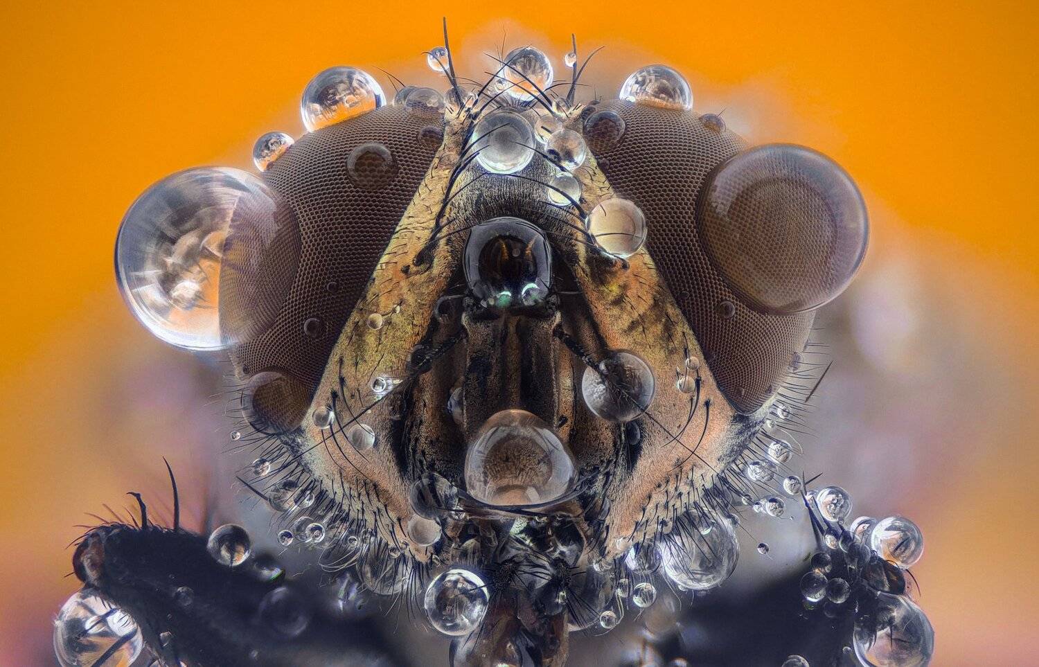 ceclii,macro,lgg4, extrememacro,  макро, Tsvetan Ganev