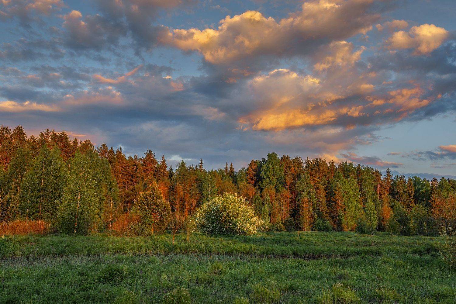 Яблоня, закат., Владимир Рябков