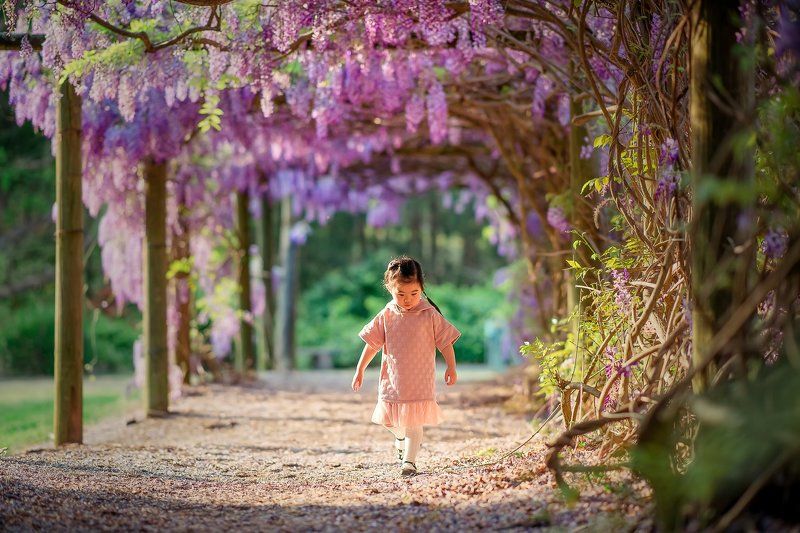 wisteria... фото превью