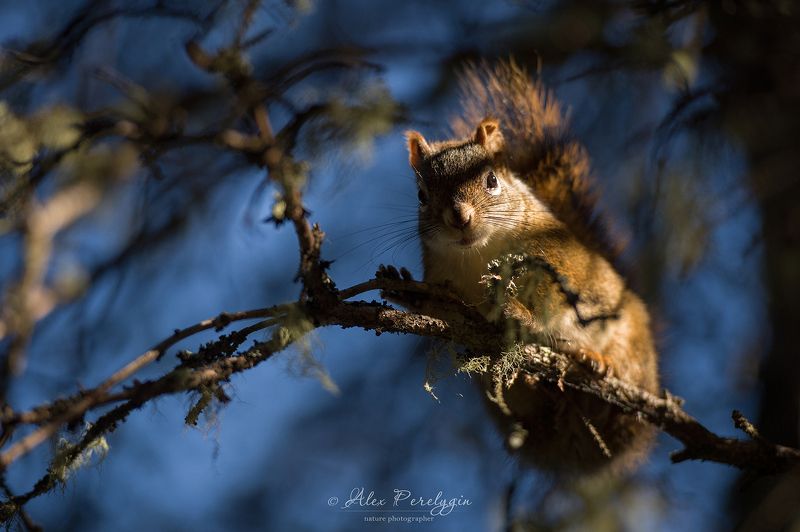 белка Red squirrel фото превью