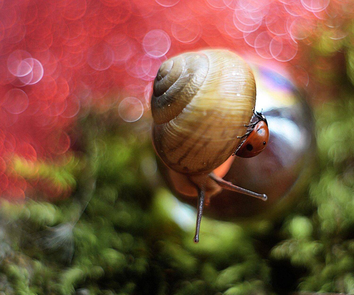 , Лапшина Владлена