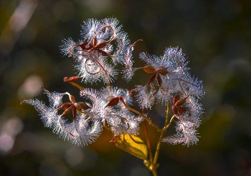 Утренняя роса