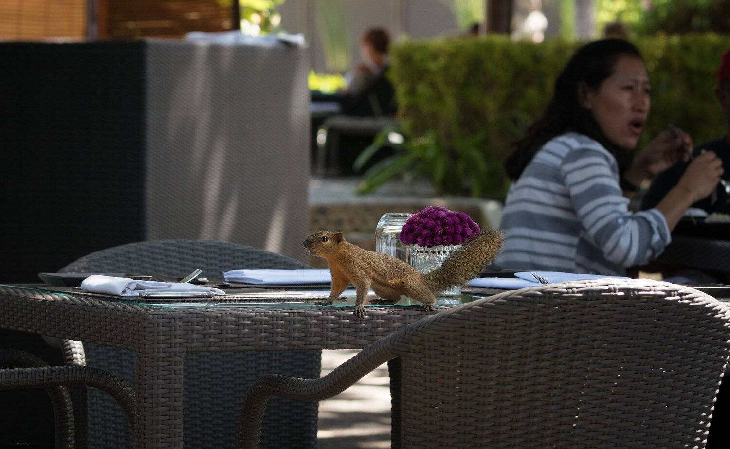 природа, животные, птицы, индонезия, Дмитрий Посевич