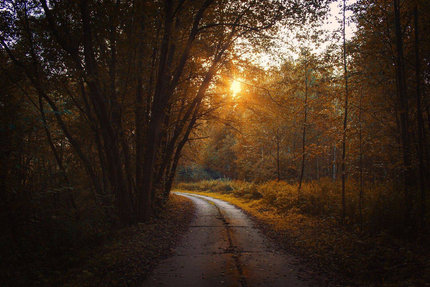 осень, дорога, лес, закат, Екатерина