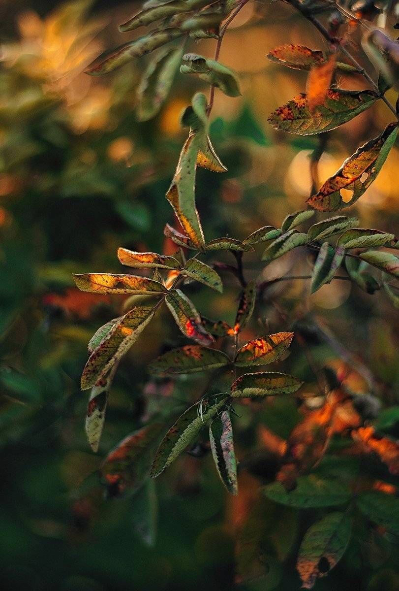 , Чернякова Анна