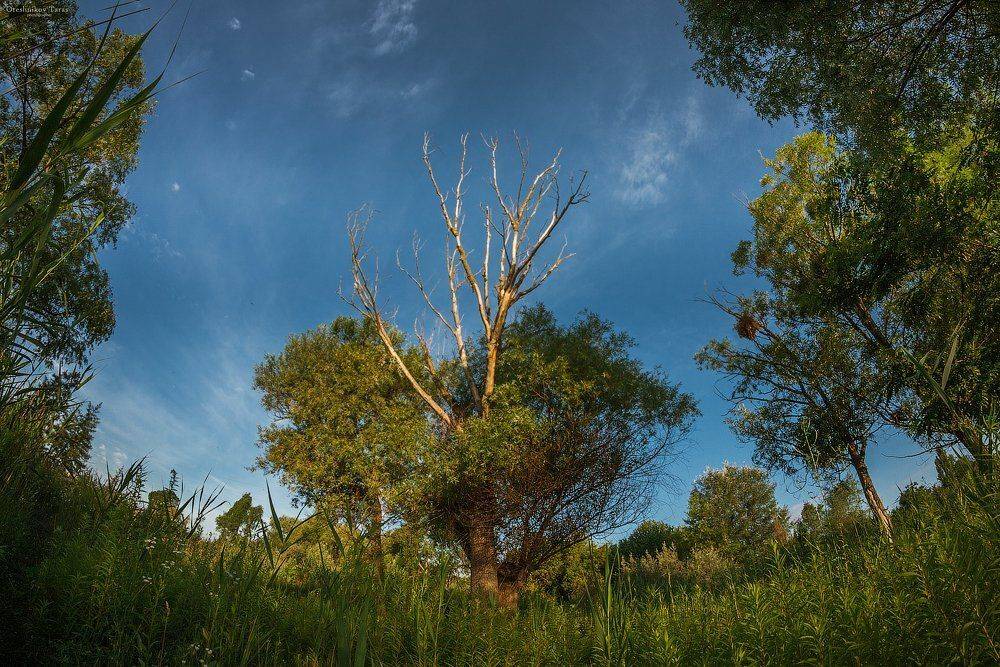 пейзаж,природа,закат,небо,луг,лето, Taras