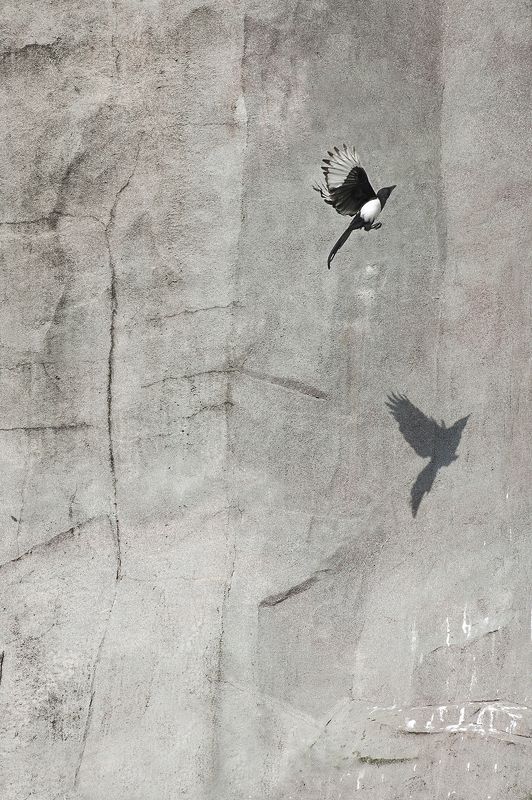 Rocher du Zoo de Vincennes фото превью