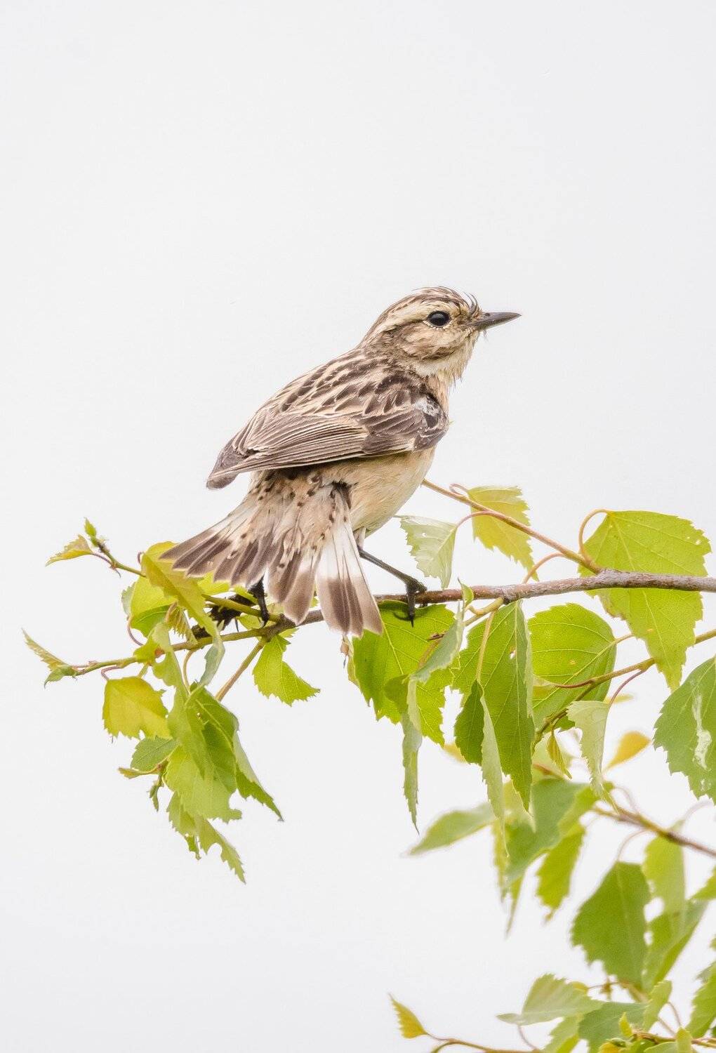 луговой чекан, самка, птица, суми-э, японская живопись, весна, берёза, молодые листочки, на белом, белый фон, засветка, светлый ключ, saxicola rubetra, белый, зелёный, пернатые, хвост веером, Ксения Соварцева