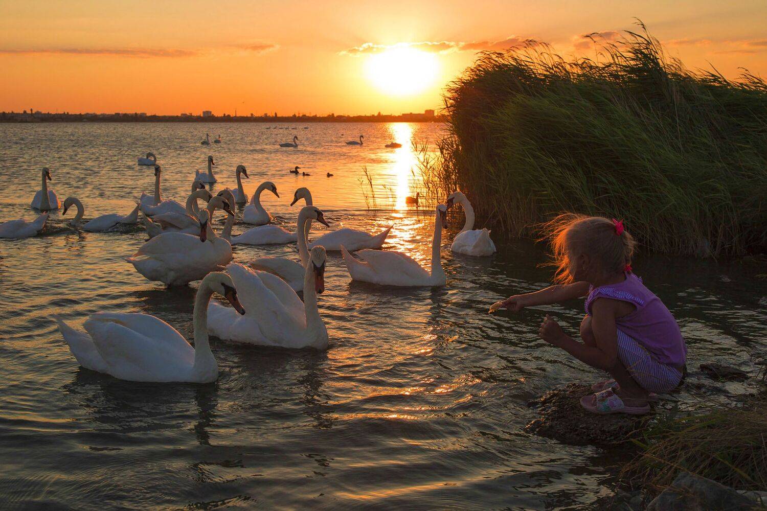 озеро,лебеди,закат,, Zadorina Svetlana