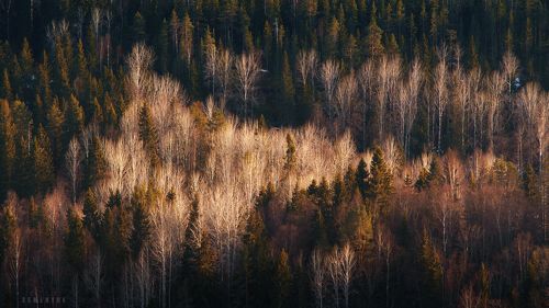 О карельских лесах.