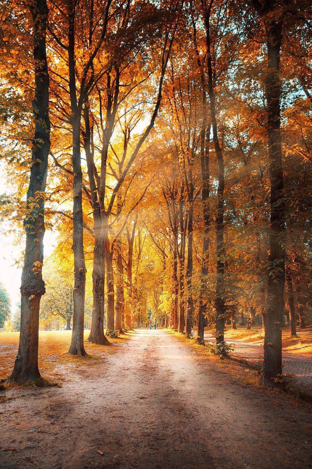 бабье лето, осень, деревья, листья, пара, свет, лучи,, Андрей Огнев