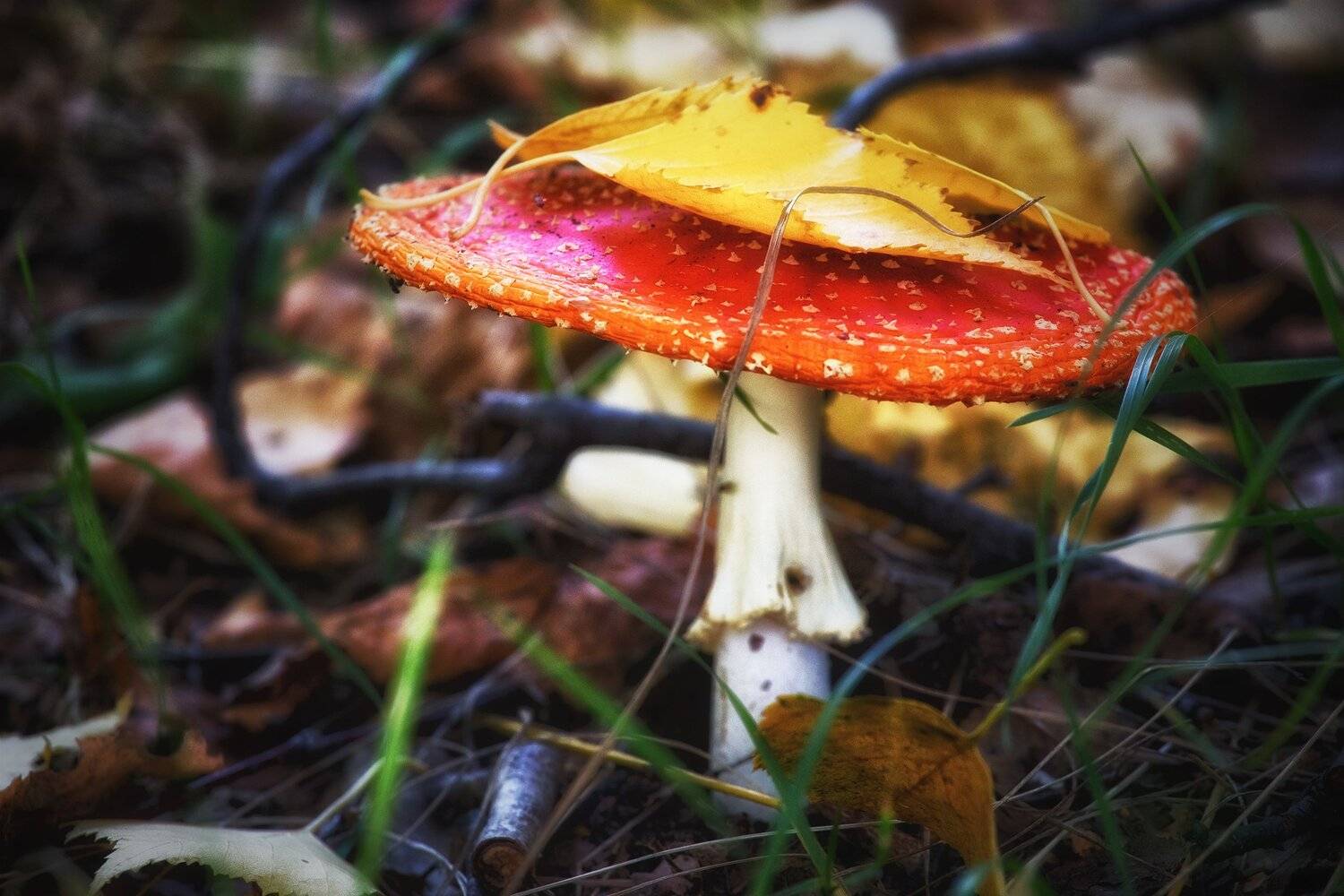 , Павел Сагайдак