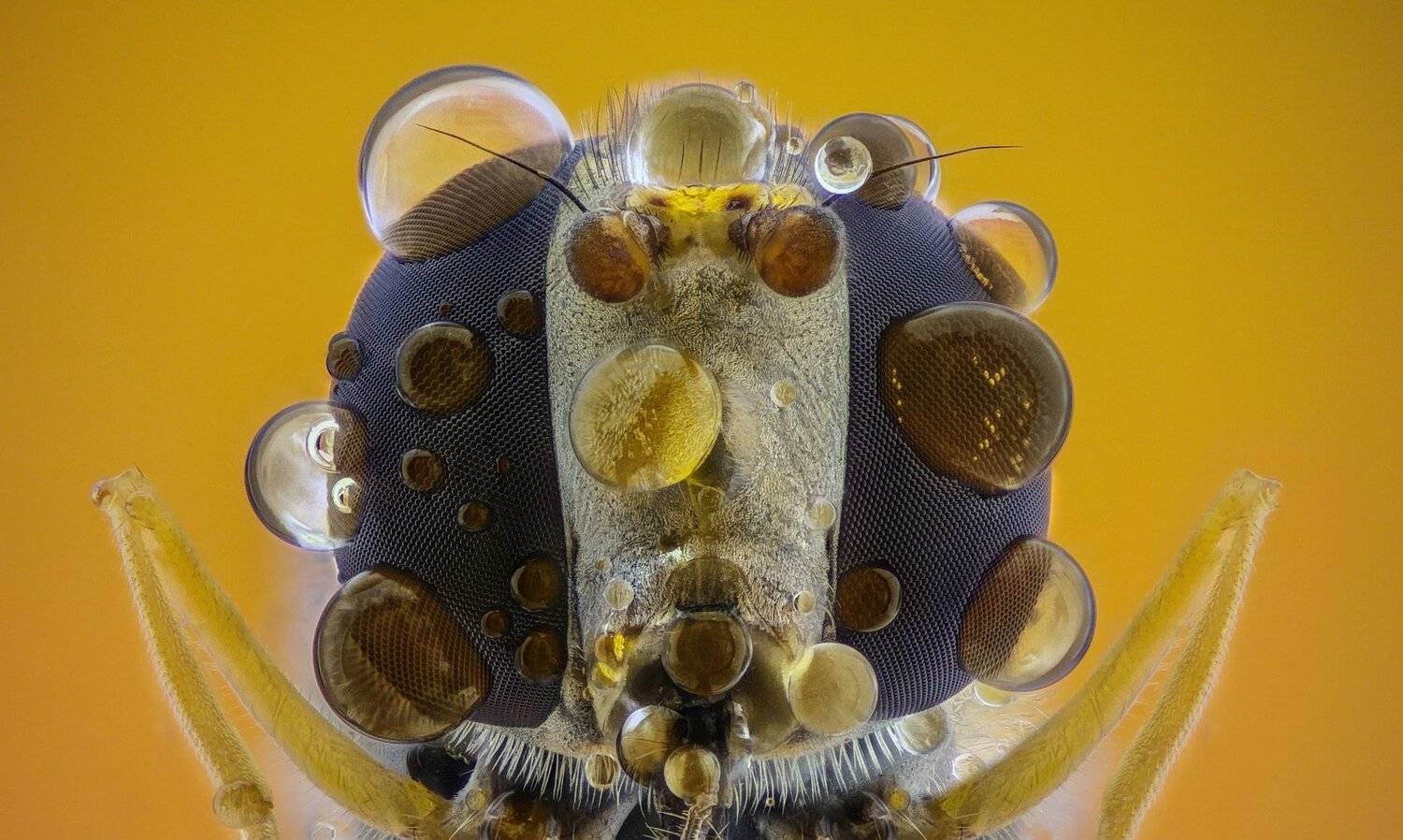 ceclii,macro,lgg4, extrememacro,  макро, Tsvetan Ganev