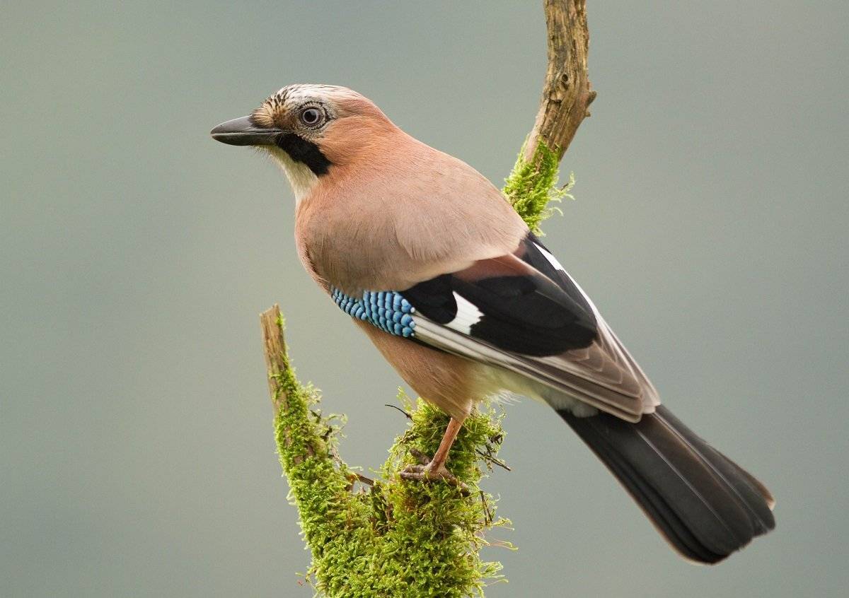 , Janina J?drzejewska-Szombara