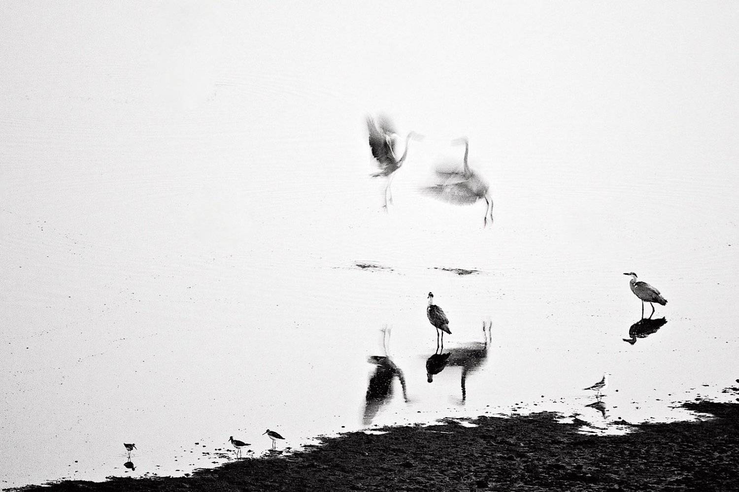 серые цапли, ночь,, Мазурин Евгений