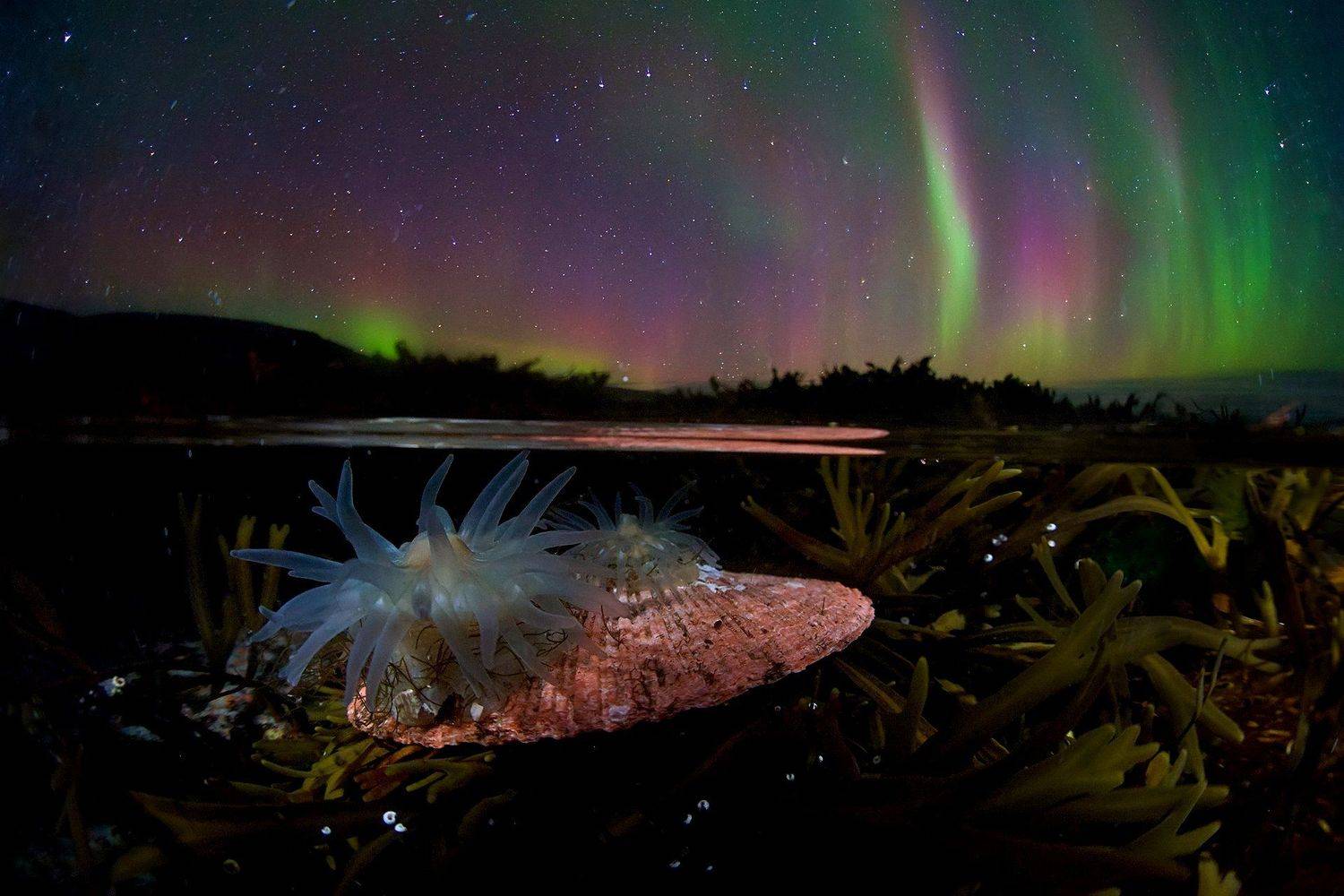 ночь, север, полярное сияние, заполярье, сплит, анемона, актиния, литораль, дикая природа россии, кольский полуостров, Никифоров Егор