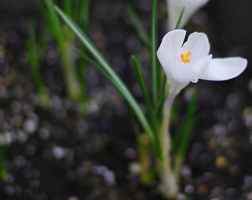 Crocuses