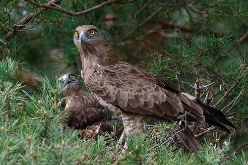 А где змея?!